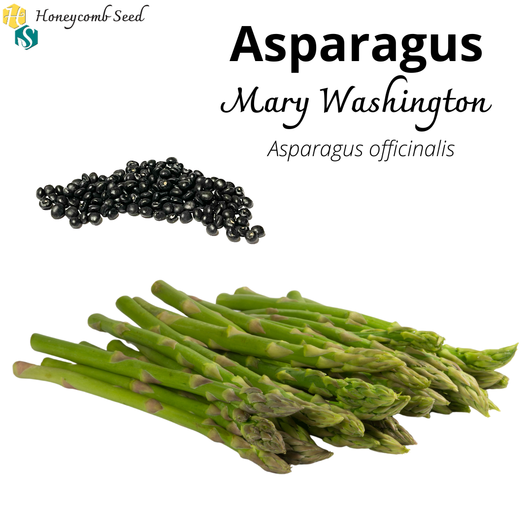asparagus row spacing